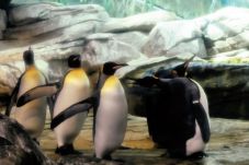 Penguin Seukuran Manusia...