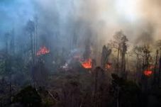 Polda Jambi Tetapkan...