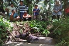 Tapir Terjebak Kubangan...