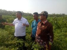 Kementan: Harga segera...