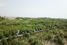 Hutan Mangrove Pasir...