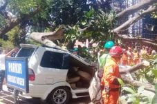 Mobil Tertimpa Pohon...