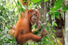 YKAN I TNC-OrangutanDays...