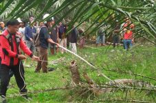 Ngeri, Buaya Sepanjang...