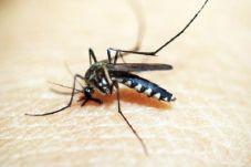 Wolbachia Mampu Turunkan...