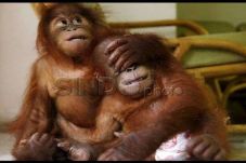 2 Orangutan Sitaan dari...