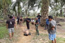 Pria Bejat Hamili Anak...
