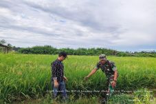 Cetak Sawah di Nabire,...