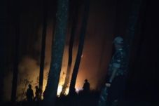 Api Lahap Hutan Pinus...