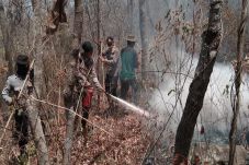 100 Hektare Hutan Gunung...