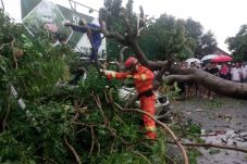 Hujan Angin, Pohon Tumbang...