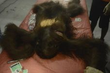 Kejam, Orangutan Kalimatan...