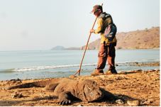 Pulau Komodo Masuk Jajaran...