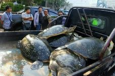 Truk Pengangkut Penyu...