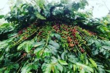 Kopi Kerinci, Mendunia...