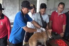 105 Desa di Bali Positif...