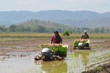Alsintan Rice Transplanter...