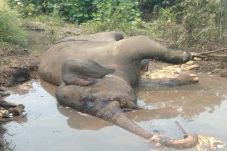 Miris, Gajah Ditemukan...