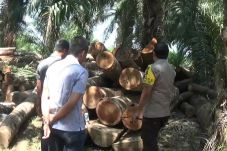 Pembalakan Liar, 1.000...