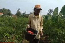 Kemarau, Tanaman Cabai...