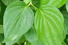 Ini Lima Khasiat Daun...