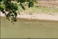 Buaya Masih Berkeliaran...