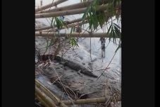Buaya Muara Serang Ibu...