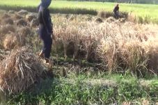 Puluhan Hektare Sawah...