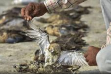 Ribuan Burung Mati di...