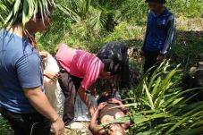 Sepasang Petani Diseruduk...