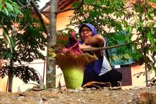 Bunga Bangkai Tumbuh...
