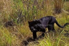 Tambah Gemuk, Macan...