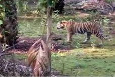 Harimau Berkeliaran...