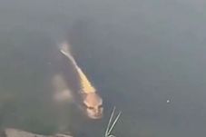 Ikan Berwajah Manusia...