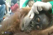 Hutan Terbakar, 2 Ekor...