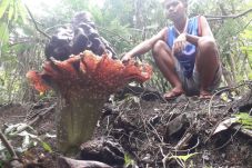 Bunga Bangkai Ukuran...