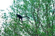 Kelaparan, Habitat Lutung...