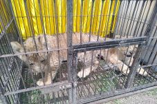 4 Anak Singa dan 1 Leopard...