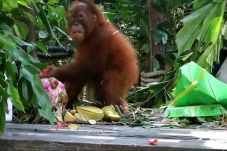 Bon-bon Bayi Orangutan...