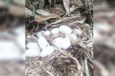 Ular Kobra Meneror Bali,...