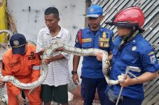 Usai Kobra, Warga Cengkareng...