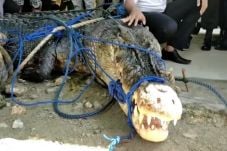 Buaya Raksasa Pemangsa...