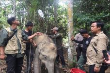 Anak Gajah di Riau Kembali...