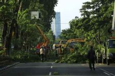Daun dan Kayu Hasil...
