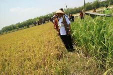 Pemerintah Dorong Lahan...