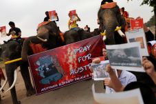 Gajah-gajah Thailand...