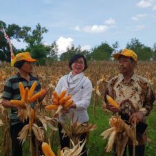 Pasokan Jagung untuk...