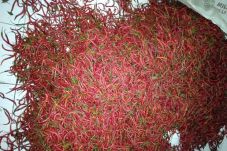 Stok Cabai DKI Menipis,...