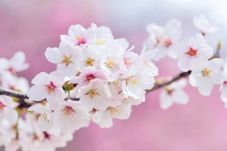 Manfaat Bunga Sakura...