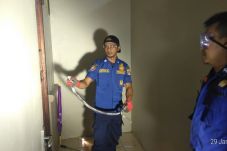 Ular Kobra 1 Meter Bikin...